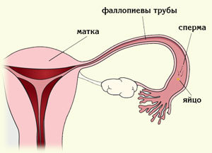 Важные факты о менструации