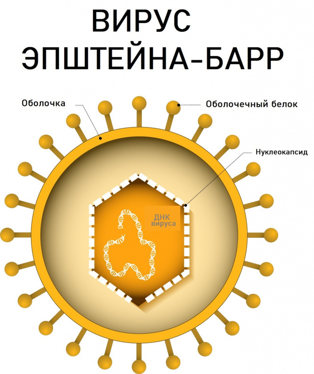 Вирус эпштейна-барр или инфекционный мононуклеоз