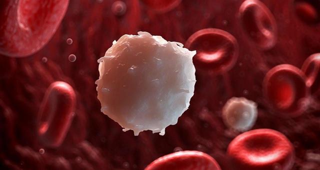 Анализы крови: виды и свойства лейкоцитов