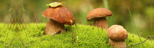 Отравление грибами: симптомы и лечение