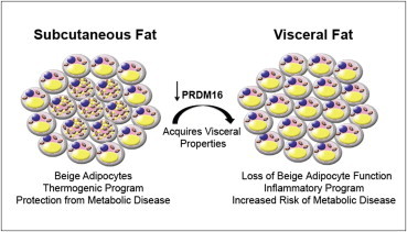 Метаболизм жиров, инсулин